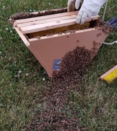Stony Ridge Park Save the Honeybees 17