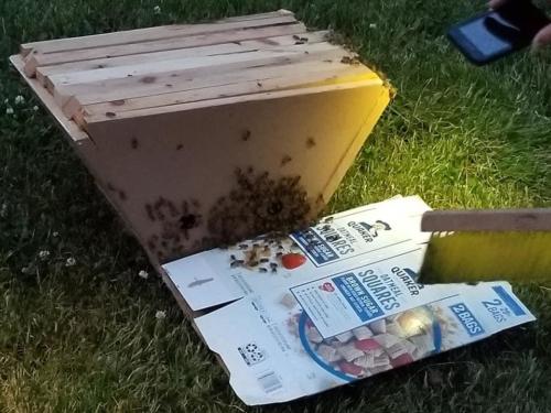 Stony Ridge Park Save the Honeybees 18
