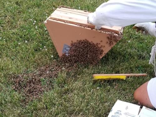 Stony Ridge Park Save the Honeybees 9